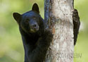 Ursus americanus